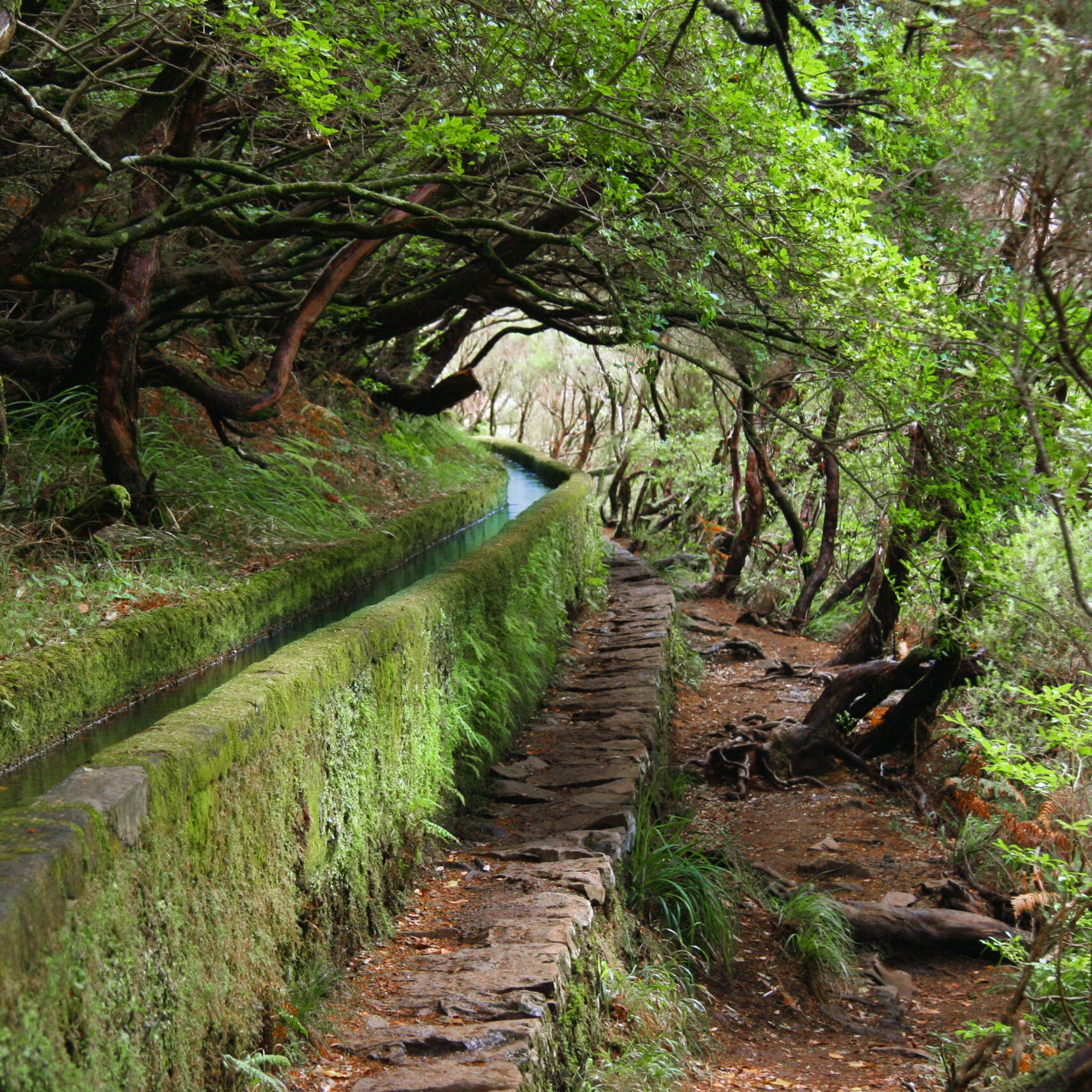 Levada_Madeira